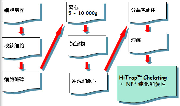 包涵体蛋白纯化和复性的基本步骤