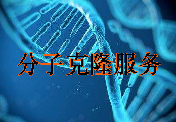 分子克隆技术服务