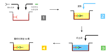 ELISA的原理和类型