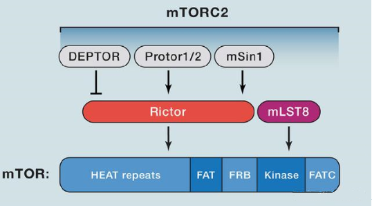 mTORC2的组成蛋白主要有Rictor、mSin1、mSLT8和Protor等