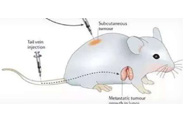 围观:临床前小鼠模型如何选？