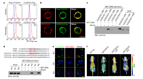 NET  DNA并非随机捕获癌细胞，而是与癌细胞的CCDC-25产生了特异性结合