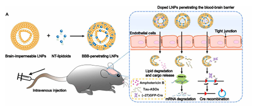 将神经递质与LNP掺杂，获得拥有穿透BBB能力的载体。