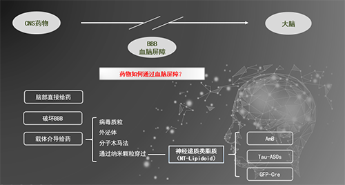 人工合成NT类脂质开放血脑屏障，为CNS药物打开新局面