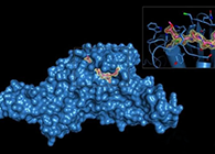 Science重磅！一种“分子剪刀”如何成为COVID-19药物的重要靶标？