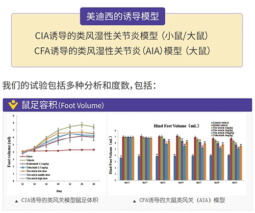 美迪西诱导的类风湿性关节炎模型