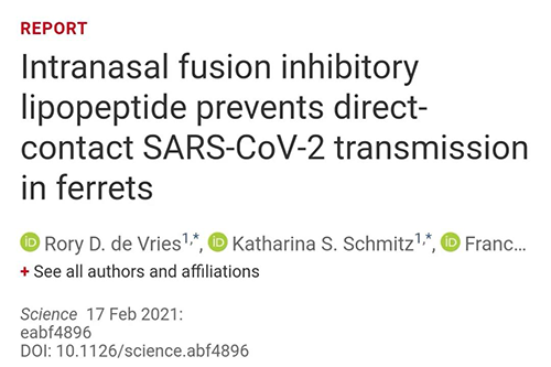 Science速递|鼻喷雾剂可阻止新冠肺炎传播，在雪貂实验中已初获成效