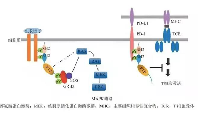 晚期恶性肿瘤患者的福音，SHP2变构抑制剂RG001片获批临床.png