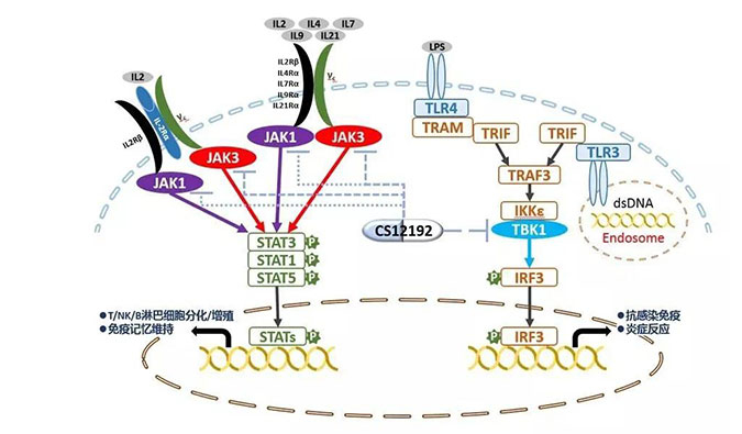 自身免疫疾病或迎新疗法！美迪西助力微芯生物CS12192获批FDA