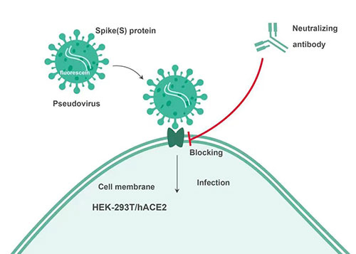 Cell-based中和抗体检测原理.jpg