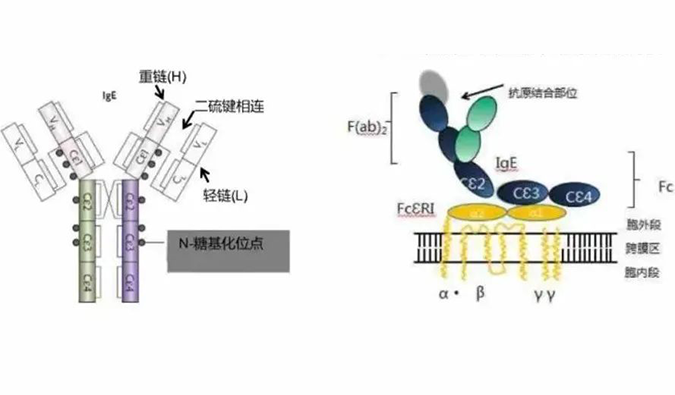 美迪西助力 | 济民可信lgE抗体药物JYB1904获批临床