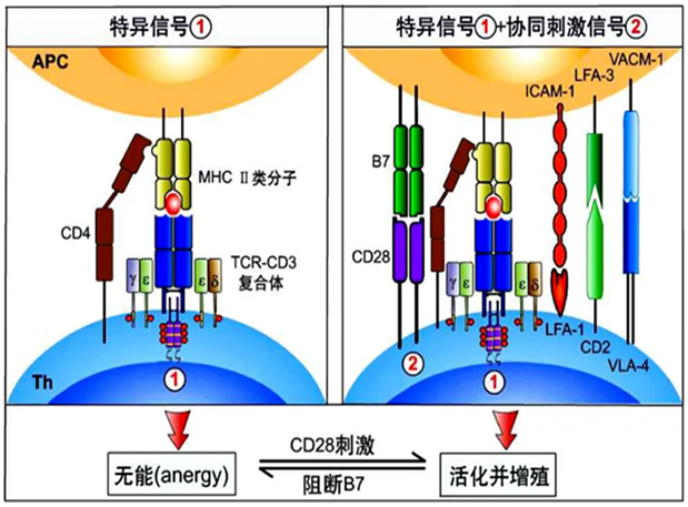 美迪西助力 | 国内CD19×CD3×CD28三特异性抗体获FDA默示许可