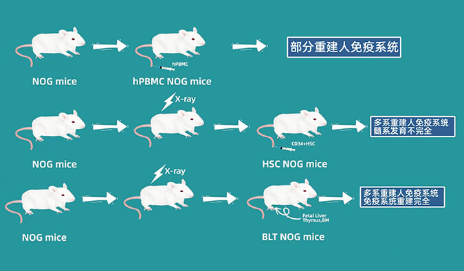 评价肿瘤药物的动物药效模型，你选对了吗.jpg