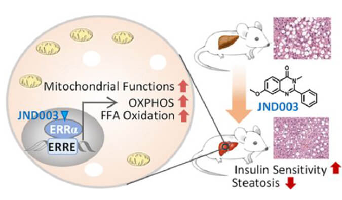 JND003是一种新型选择性ERRα激动剂，可缓解非酒精性脂肪肝和胰岛素抵抗，PK和组织分布测定通过美迪西进行