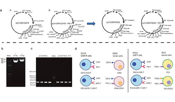 CAR-T疗法主要针对白血病与恶性淋巴瘤，此研究中构建沉默PD-1的shRNA载体质粒，测序后质粒的鉴定通过美迪西进行