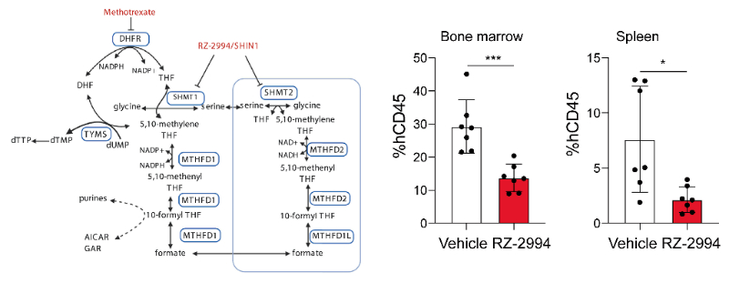 研究人员使用RZ-2994来表征抑制SHMT1/2在T细胞急性淋巴细胞白血病 (T-ALL) 中的作用，RZ-2994通过美迪西定制合成