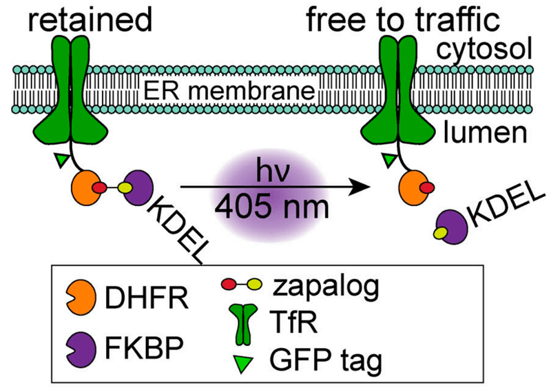 zapERtrap：光调节的内质网释放系统揭示了意想不到的神经元运输途径，Zapalog的合成通过美迪西进行