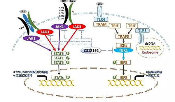 自身免疫疾病或迎新疗法！美迪西助力微芯生物CS12192获批FDA.jpg