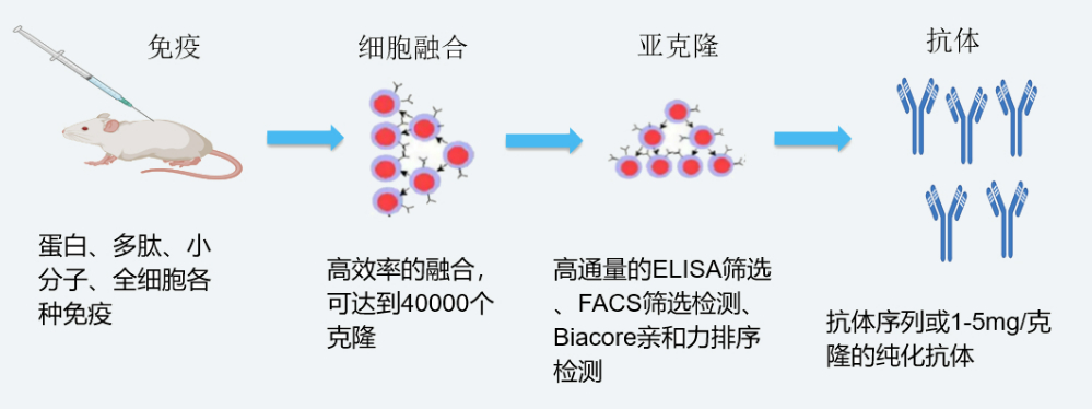 美迪西杂交瘤技术平台开发流程