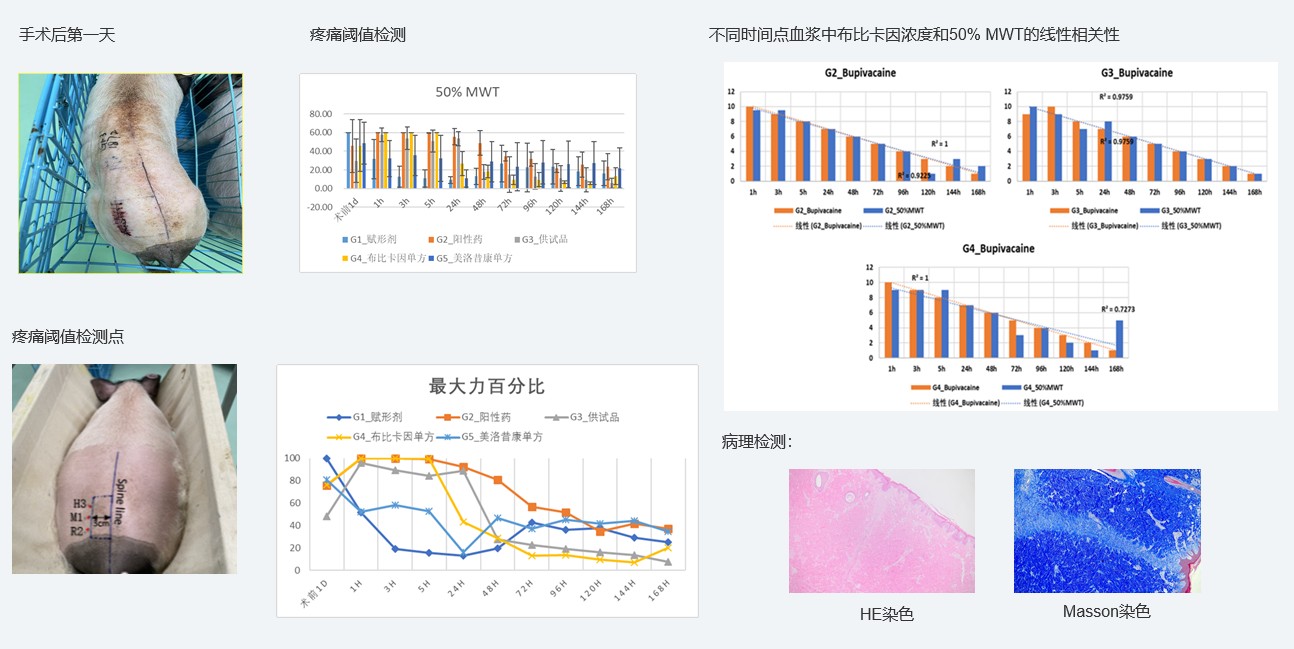 案例1：复方制剂对巴马小型猪术后急性疼痛模型的镇痛试验.jpg