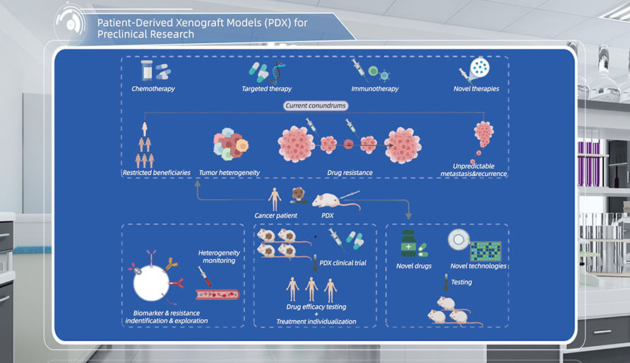 什么是临床前研究的PDX（人源肿瘤异种移植）模型？